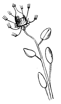 Bottlephorkia Spoonifolia.