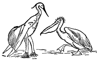The Pelican Chorus