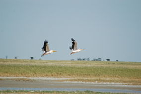 Pelicans in the Nala Bird Sanctuary