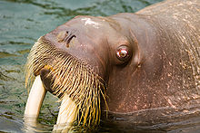 Photo of walrus head in profile showing one eye, nose, tusks, and 