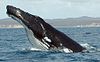 Humpback Whale fg1 cropped.JPG