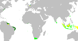 A map of the Dutch colonial empire. Light green: territories administered by or originating from territories administered by the Dutch East India Company; dark green: the Dutch West India Company.