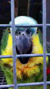 File:Amazona aestiva -The Parrot Zoo, Friskney, Lincolnshire, England -laughing-8a.ogv
