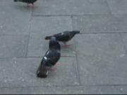 File:Pigeondance.ogg