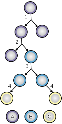 File:Stem cell division and differentiation.svg