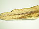2006 sardines fishbone.jpg